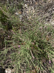 Prostanthera
