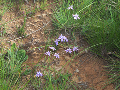 Moraea inclinata