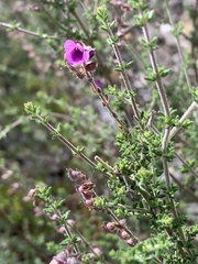 Prostanthera