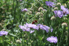 Macroglossum trochilus