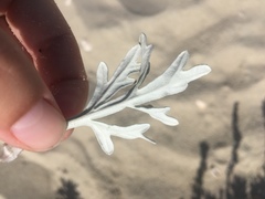 Artemisia stelleriana