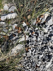 Podarcis muralis breviceps