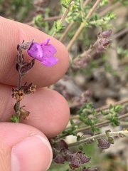 Prostanthera