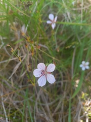 Geranium ornithopodon
