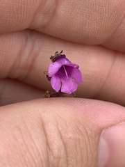 Prostanthera