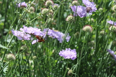 Macroglossum trochilus