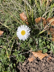 Bellis sylvestris