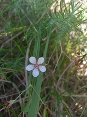 Geranium ornithopodon