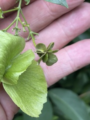 Callaeum macropterum