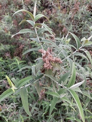 Buddleja salviifolia