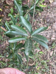 Callaeum macropterum