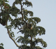 Plocepasser mahali mahali