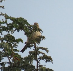 Plocepasser mahali mahali