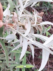 Buddleja salviifolia