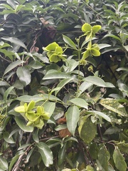 Callaeum macropterum