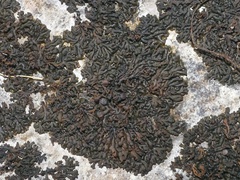 Callome multipartita