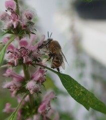 Anthophora quadrimaculata