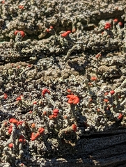 Cladonia floerkeana