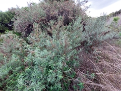 Buddleja salviifolia