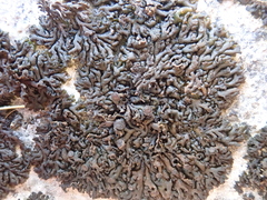 Callome multipartita