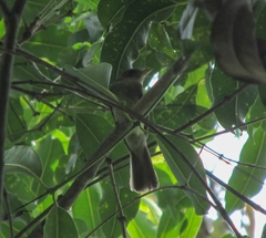 Lathrotriccus euleri