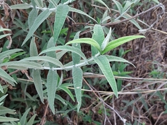 Buddleja salviifolia