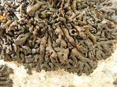 Callome multipartita