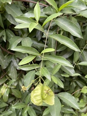 Callaeum macropterum