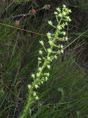 Alepidea setifera