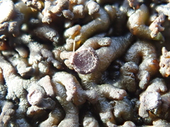 Callome multipartita