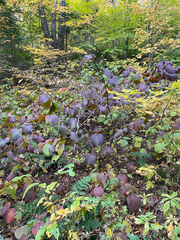 Viburnum lantanoides