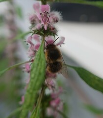 Anthophora quadrimaculata