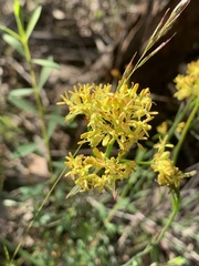 Glischrocaryon behrii