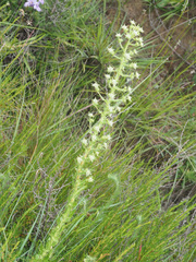 Alepidea setifera