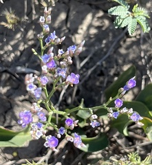Limonium carolinianum