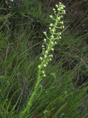 Alepidea setifera