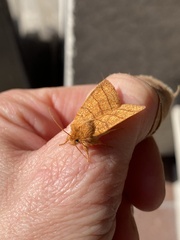 Pyreferra hesperidago