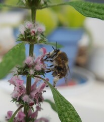 Anthophora quadrimaculata