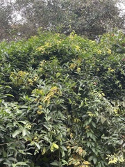 Callaeum macropterum