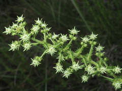 Alepidea setifera