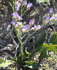 Limonium carolinianum
