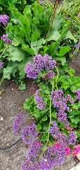 Limonium perezii