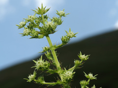 Alepidea setifera