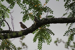 Turdus libonyana