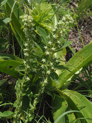 Alepidea setifera