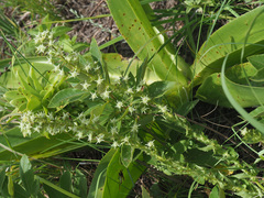 Alepidea setifera