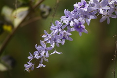 Petrea