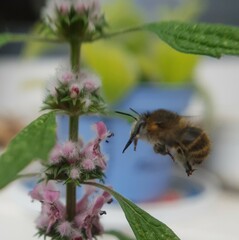 Anthophora quadrimaculata