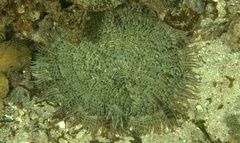 Heteractis aurora