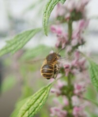 Anthophora quadrimaculata